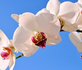新都正规助孕捐卵机构，附正规捐卵机构报名表！